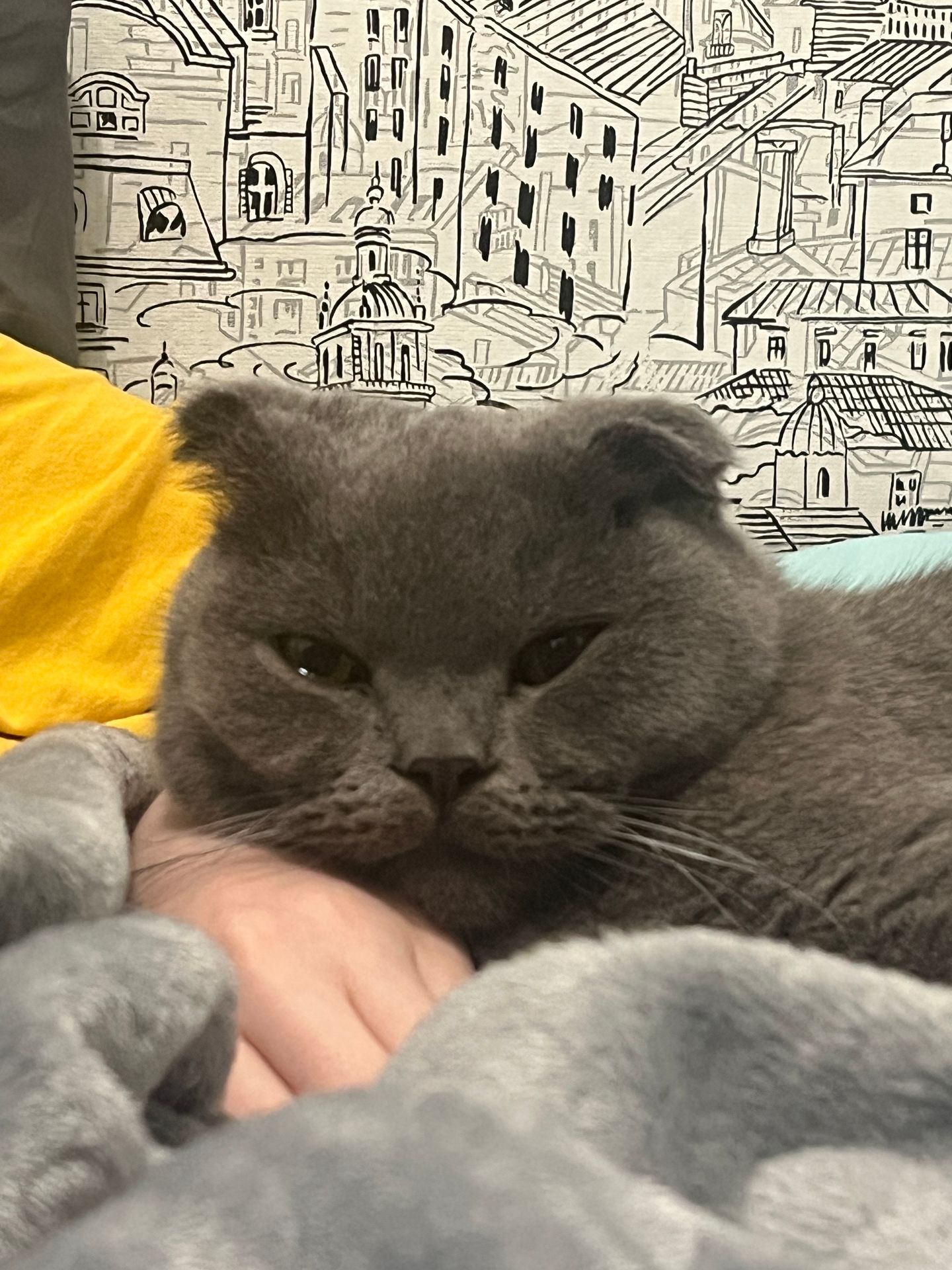 Коксик сегодня не выспался